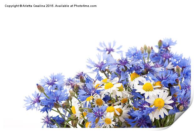 Chamomile and cornflower mix Print by Arletta Cwalina