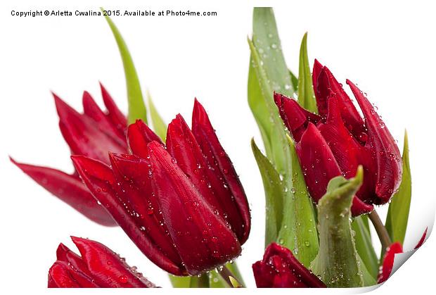 Red tulip heads sprinkled Print by Arletta Cwalina