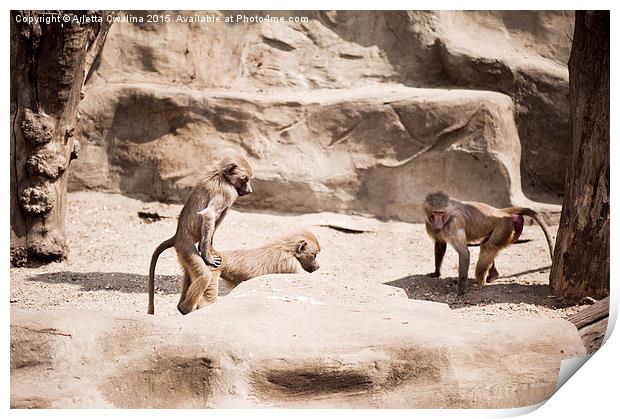 Baboons monkeys having sex Print by Arletta Cwalina