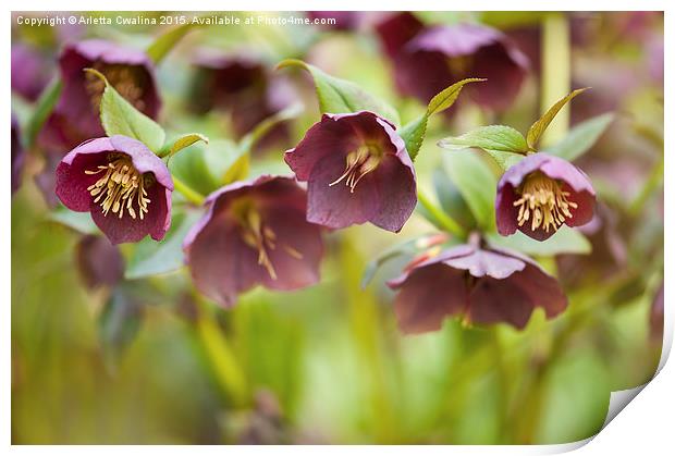 Hellebore claret blossoms macro Print by Arletta Cwalina