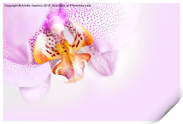 Pink blotchy Orchid copyspace Print by Arletta Cwalina