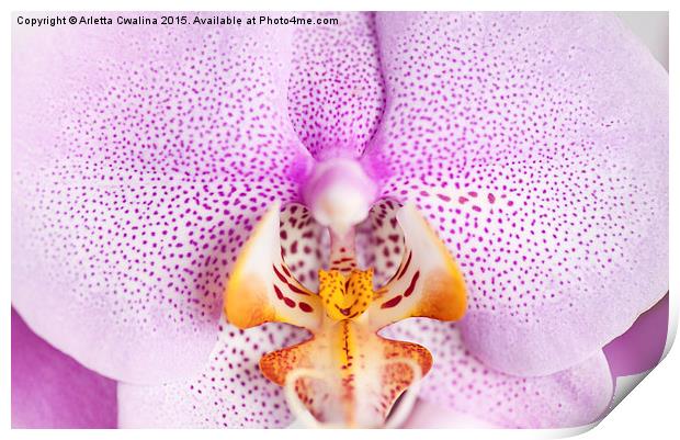 Pink spotted Orchid macro Print by Arletta Cwalina