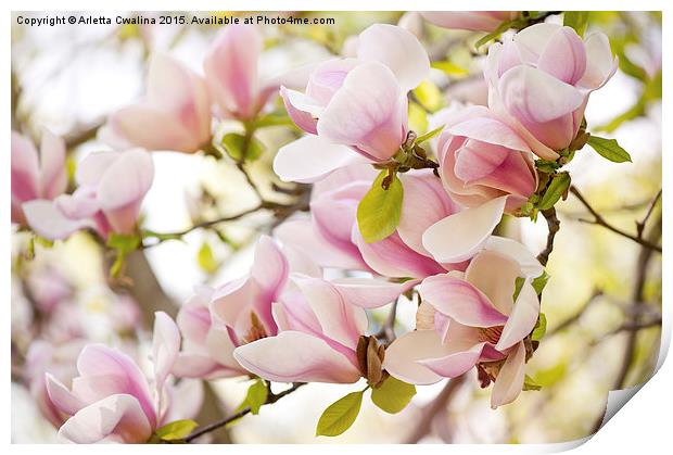 Pink magnolia flowers in spring Print by Arletta Cwalina