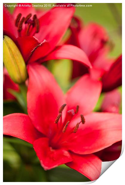 Red Lily showing stamens Print by Arletta Cwalina