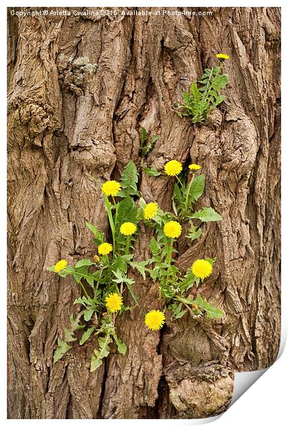 Dandelion plants grow in tree Print by Arletta Cwalina