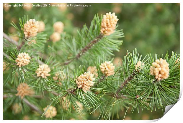 Pinus Mugo pine flowering plant Print by Arletta Cwalina