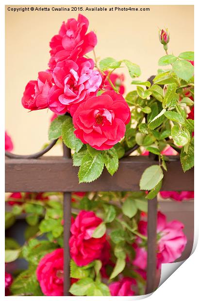 Red roses flowers on fence Print by Arletta Cwalina