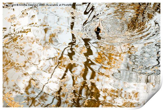 Duck float in water reflections Print by Arletta Cwalina