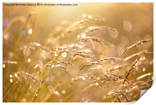 Fresh meadow after the rain Print by Arletta Cwalina