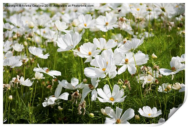 White Cosmos plants blooming Print by Arletta Cwalina