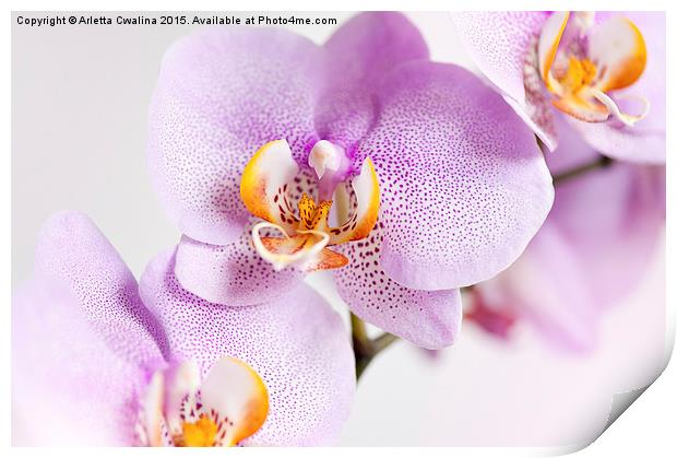 Pink spotted Orchid blossoms Print by Arletta Cwalina