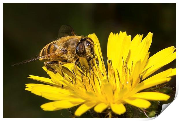 Collecting nectar Print by Dean Merry