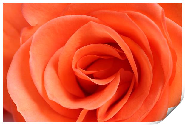 Red Rose Floribunda closeup Print by andy myatt