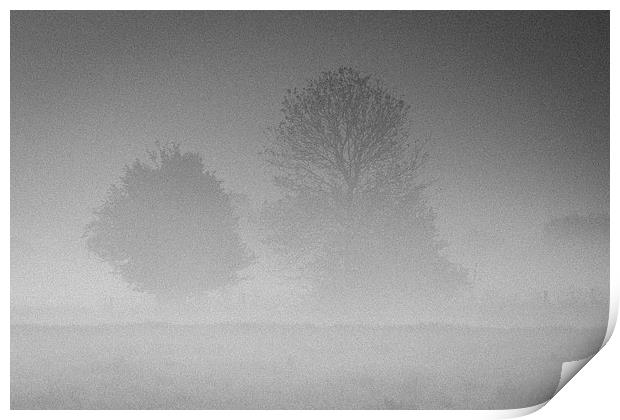 Trees in the Morning Mist Print by andy myatt