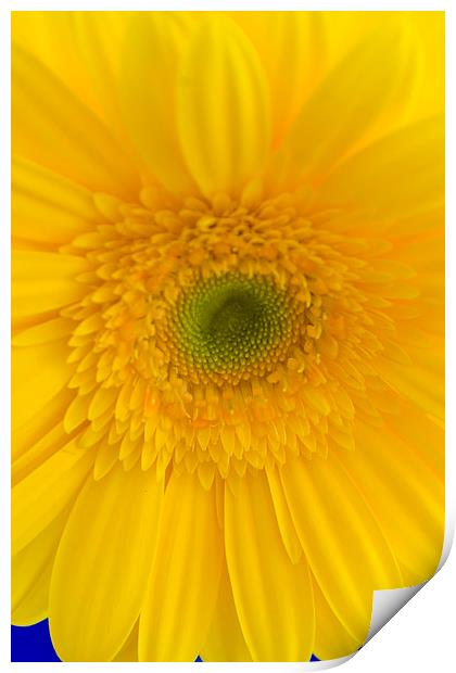 Yellow Gerbera Closeup Print by andy myatt