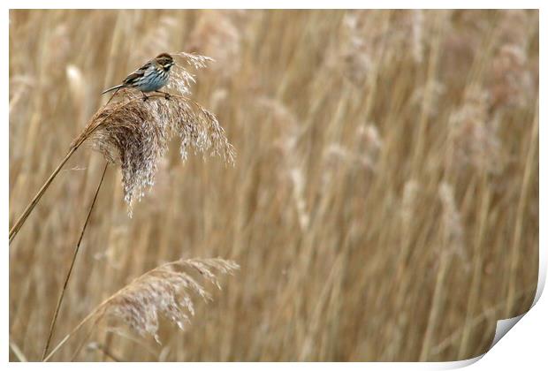 Reed Bunting in Reed bed Print by Michael Hopes