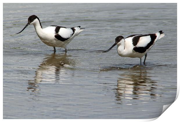 Wading Avocets Print by Michael Hopes