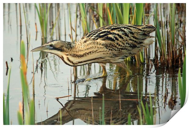 Bittern wading through water Print by Michael Hopes