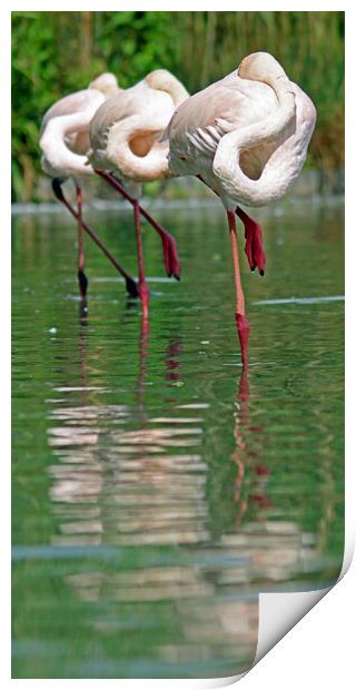 Sleeping Flamingos Print by Michael Hopes