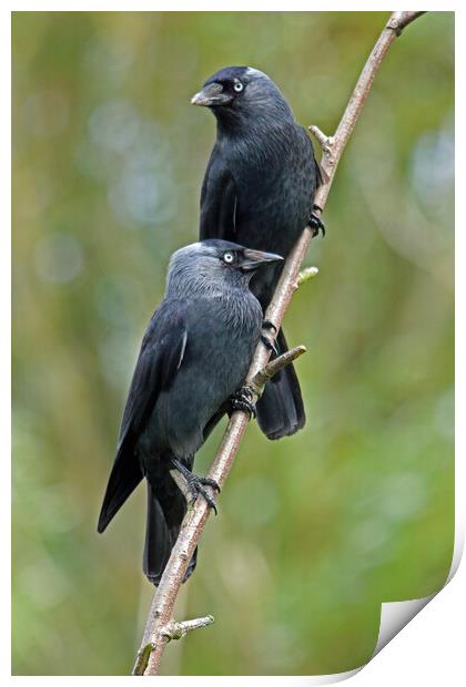 Pair of Jackdaws Print by Michael Hopes