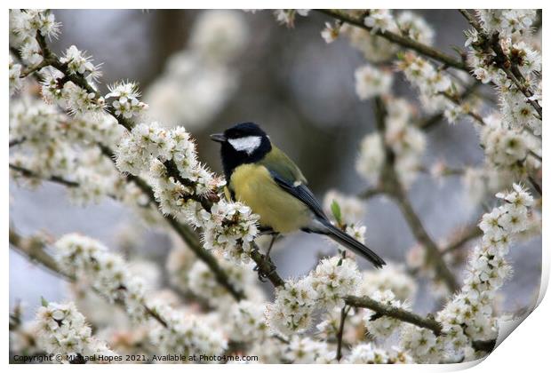 Great Tit in Blossom Print by Michael Hopes