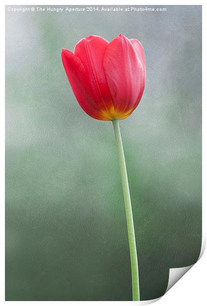 Single, red tulip Print by Stef B