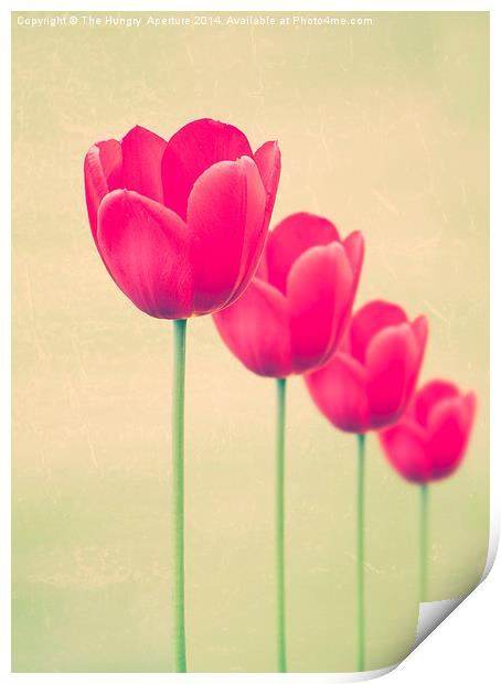 Red Tulips Print by Stef B