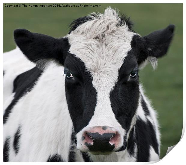 Cow Portrait Print by Stef B