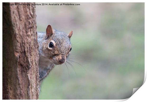 Squirrel Print by Stef B