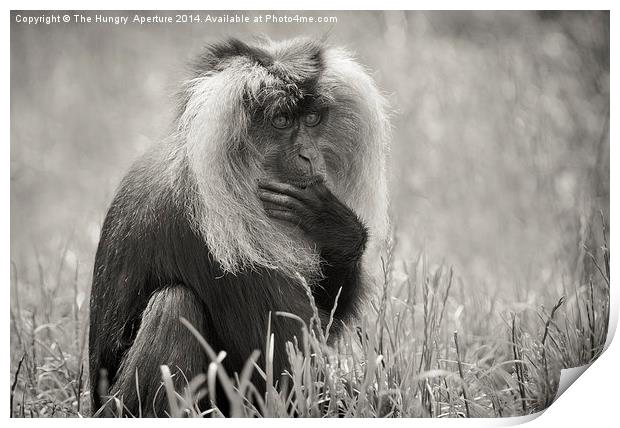 Lion Tailed Macaque Print by Stef B