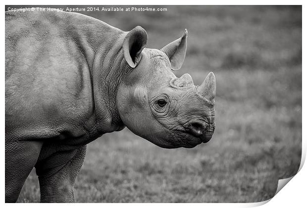 Young Black Rhino Print by Stef B