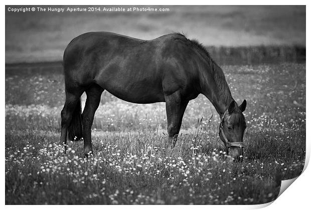 Horse grazing Print by Stef B