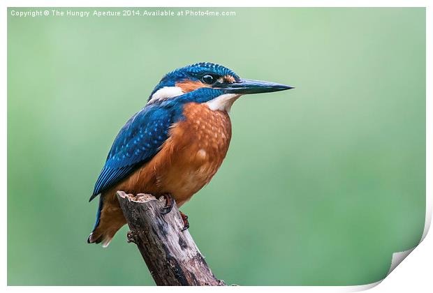 Kingfisher Print by Stef B