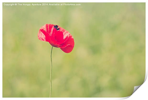Poppy with a Bee Print by Stef B
