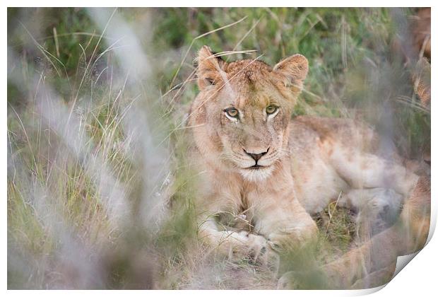 Lion Through The Bush Print by Andrew Sturrock