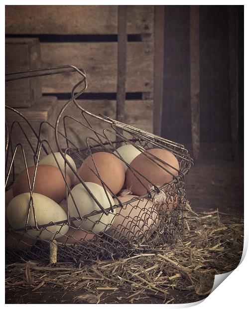 Eggs in vintage wire egg basket Print by Edward Fielding