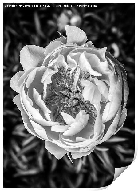 Peony flower in black and white Print by Edward Fielding