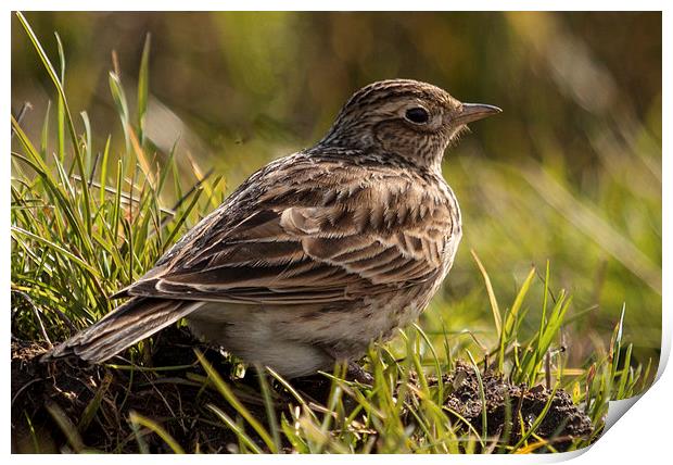 Skylark Print by Michael Crawford