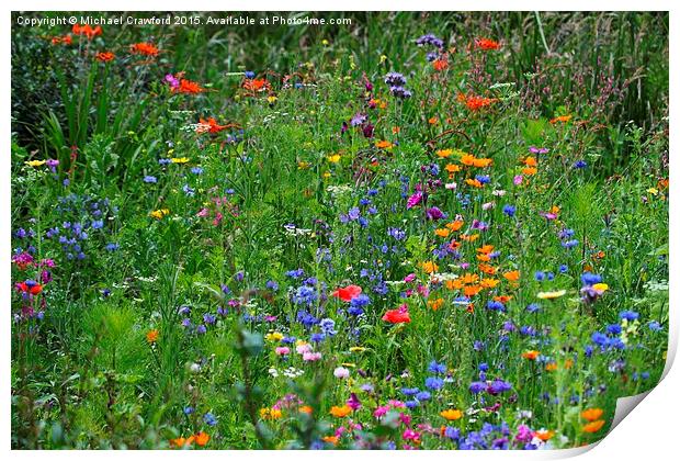   Wild flowers at Wetland Centre, Middlesex Print by Michael Crawford