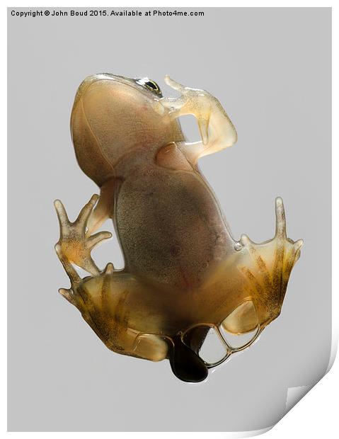  Froglet of Common Frog  Rana temporaria climbing  Print by John Boud