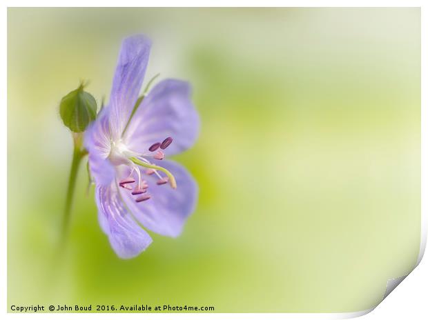 Geranium cranesbill Print by John Boud