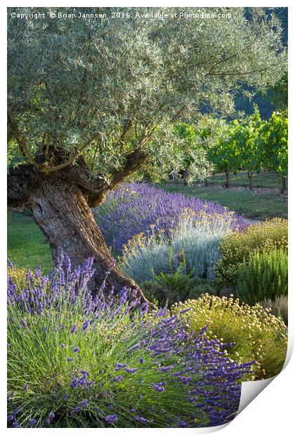 Olive Tree in French Garden Print by Brian Jannsen