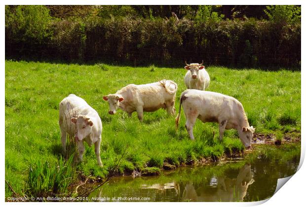 white cows in green field Print by Ann Biddlecombe