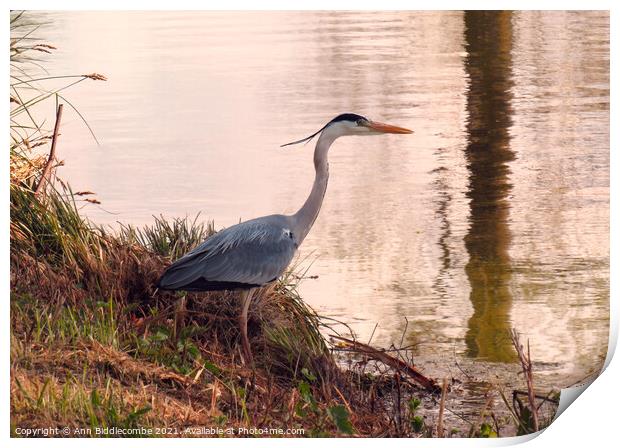 Beautiful Heron looking in the Somme canal Print by Ann Biddlecombe