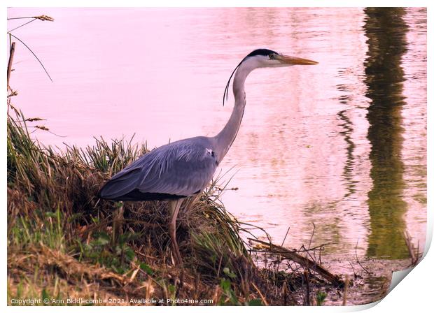 Heron by the waters edge Print by Ann Biddlecombe