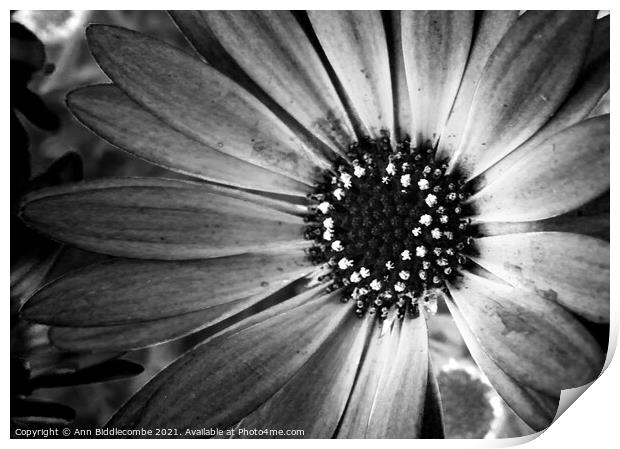 monochrome daisy Print by Ann Biddlecombe