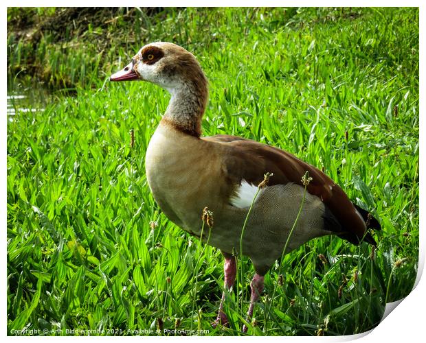 Egyptian goose Print by Ann Biddlecombe