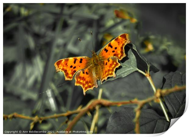 Comma butterfly with green faded out Print by Ann Biddlecombe