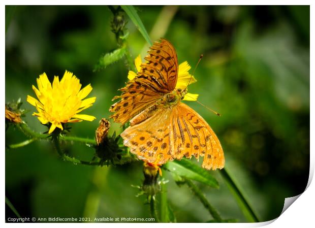 A common fritillary orange butterfly Print by Ann Biddlecombe