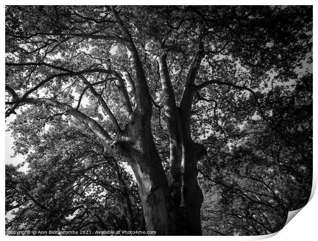 Through the trees Print by Ann Biddlecombe